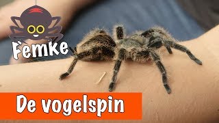 De vogelspin krulhaar🕷  DierenpraatTV [upl. by Esojnauj]