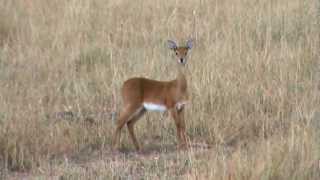 The Oribi one of Africas rarer antelopes [upl. by Zeena355]