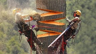 15 LARGEST Trees Ever Cut Down [upl. by Nossaj267]