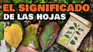 Plantas ENFERMAS y Cómo CURARLAS 🍂 Hojas amarillas se enrollan o se arrugan  Enfermedades y Plagas [upl. by Ijan634]