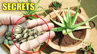 ALOE VERA PLANTS SECRETS CARE TIPS Do’s amp Don’ts  Automatic Propagation [upl. by Grote216]