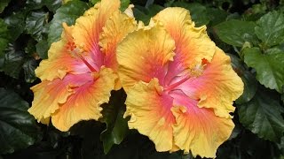 Care and Culture of Hibiscus [upl. by Hercule]