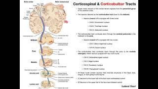 Corticobulbar Tracts EXPLAINED  Cranial Nerve Motor Function [upl. by Montford414]