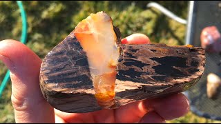 Whats Inside 50 Million Year Old Petrified Wood [upl. by Critta]