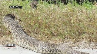 Large rattlesnake startles Florida birdwatchers [upl. by Belldas]