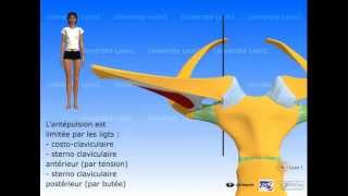 Lépaule  articulation sternocostoclaviculaire [upl. by Artkele]