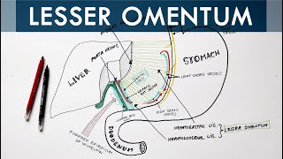 Lesser Omentum  Attachment Ligaments amp Contents  Anatomy Tutorial [upl. by Troc]