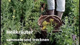 Heilkräuter trocknen und sammeln  Viriditas HeilpflanzenVideo [upl. by Zeba]