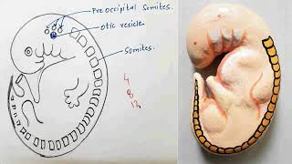 Somites  Embryology  Viva Voce of Anatomy [upl. by Dorita]