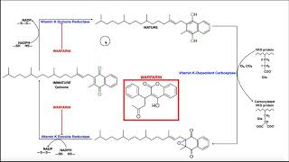 Warfarin Coumadin Anticoagulant Nursing NCLEX Review Pharmacology [upl. by Eniamrehs]