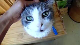 COCONUT OIL How to Remove Coconut Oil from Your Cat or Dog After Flea Treatment [upl. by Avlasor]