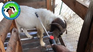 External parasites in goats  How to manage [upl. by Dinsdale384]