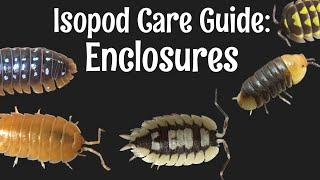 Isopod Care Guide Part 1 Enclosures [upl. by Etnud198]