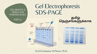 Gel electrophoresis SDSPAGECBMP32Tamil [upl. by Valina]