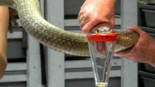 King Cobra Venom Extraction [upl. by Reuben]