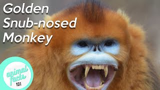 Golden SnubNosed Monkey • All You Need To Know [upl. by Elenahc523]