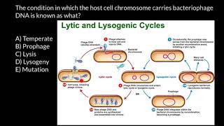 Bacteriophage life cycle [upl. by Essenaj847]