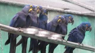 hyacinth Macaws in flight aviary [upl. by Pansie]