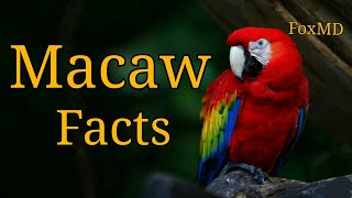 Macaw Facts  Things To Know About Macaw Parrots [upl. by Nixon]