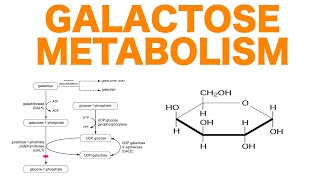 Galactose Metabolism [upl. by Ylime746]