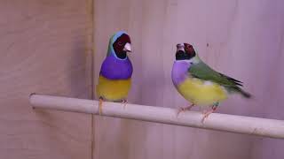 Redheaded Gouldian Finch courtship 2019 [upl. by Lipps]