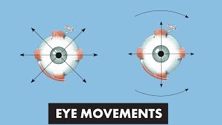 Eye Movements  Anatomical Movements vs Cardinal Positions of Gaze  MEDZCOOL [upl. by Thaine661]