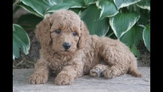 Miniature Poodle Puppies for Sale from Sunshine Acres [upl. by Itin]