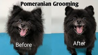 Pomeranian Grooming [upl. by Assirk983]