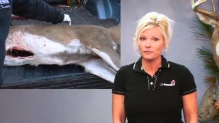 How To Skin a Deer  Field Care for Taxidermy [upl. by Etnecniv]