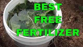 Free Fertilizer  How to Make Comfrey Tea [upl. by Teyut]