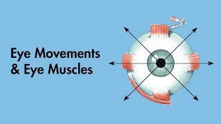 Cardinal Positions of Gaze  Eye Movements and Eye Muscles  Cranial Nerves  MEDZCOOL [upl. by Riedel]