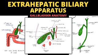 Extrahepatic Biliary Apparatus  Gall Bladder Anatomy  Abdomen Anatomy [upl. by Bolan]