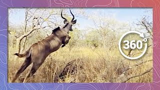 Kudu Antelope in 360 4K Running and Jumping Wildlife and Nature 2018 [upl. by Hawthorn]