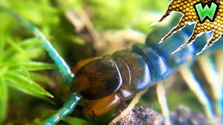 Incredibly RARE Blue Centipede [upl. by Chelsy]