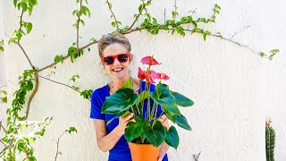 ANTHURIUM CARE A BEAUTIFUL BLOOMING INDOOR PLANT JOY US GARDEN [upl. by Ulla629]