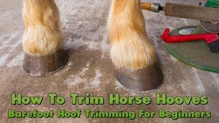 How To Trim Horse Hooves Barefoot Hoof Trimming For Beginners [upl. by Brewer984]