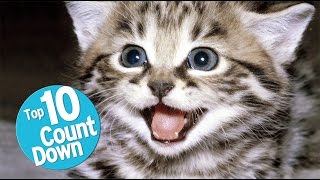 Top 10 Domesticated Cat Breeds [upl. by Vivle]