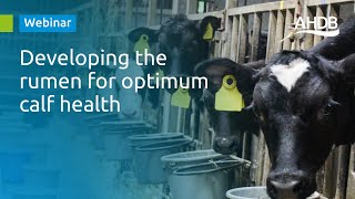 Developing the rumen for optimum calf health [upl. by Hynda]