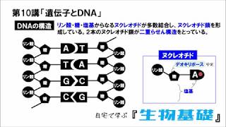 【高校講座 生物基礎】第10講「遺伝子とDNA」 [upl. by Aicelef]