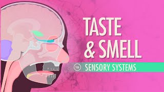 Taste amp Smell Crash Course Anatomy amp Physiology 16 [upl. by Colbye496]