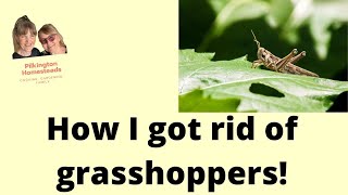 How I got rid of grasshoppers [upl. by Ellenehs]