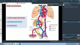 Fetal Circulation  Dr Ahmed Farid [upl. by Beaumont]