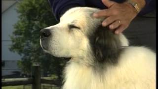 Great Pyrenees  AKC Dog Breed Series [upl. by Reham268]