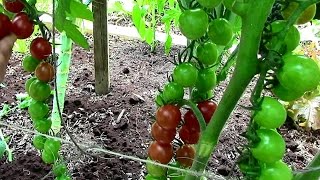 How to Prune Tomatoes for Earlier Harvests Higher Yields amp Healthier Plants [upl. by Morganica620]