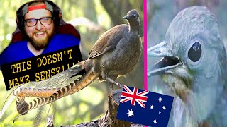 American Reacts to The Lyrebird  Mimics Anything  Australia [upl. by Greerson]