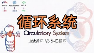 循环系统：心血管系统血液循环 vs 淋巴系统（淋巴循环）血液和淋巴液到底是什么 它们在循环系统里有什么样的作用？ [upl. by Donelson]