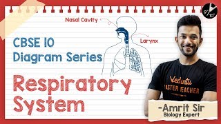 How to Draw Diagram of Respiratory System  Life Processes  Diagram Series  Vedantu Class 10 [upl. by Woodford]