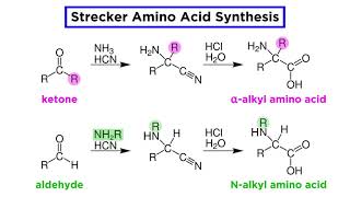 Strecker Amino Acid Synthesis [upl. by Melli]