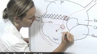 How Does a Rumen Work [upl. by Am]