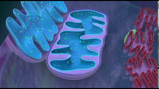 Mitochondria  the powerhouse of the cell  3D animated [upl. by Corel191]